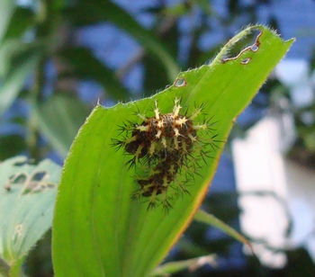 ルリタテハの幼虫