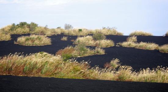 火山荒地は先駆植物がゆっくりとバッチ状に拡がり植生を回復させます