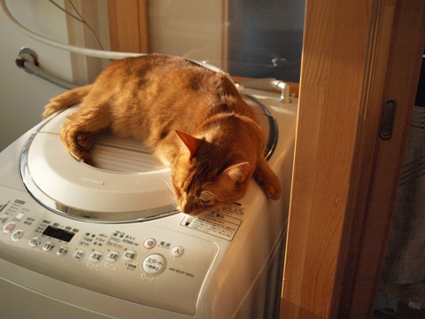 洗濯乾燥機でぬくぬく(2009.10.23)