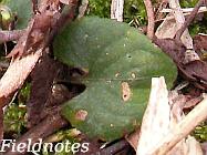 ニオイタチツボスミレの葉