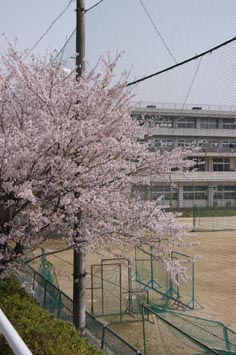 中学桜