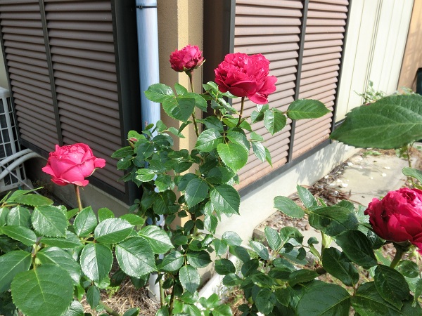 庭　薔薇-1