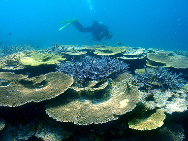 宮古島　イーストコーラル　サンゴの群生