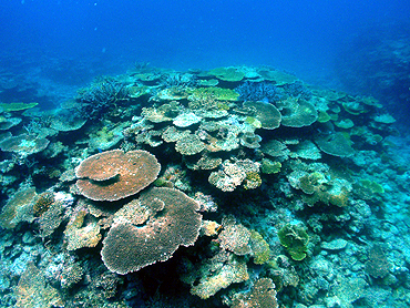 宮古島　イーストコーラル　サンゴの群生