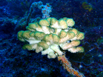 宮古島　Ｗアーチ　サンゴ