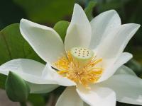 白蓮の花