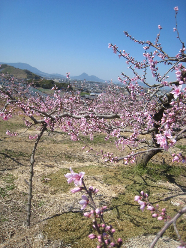飯山の桃畑