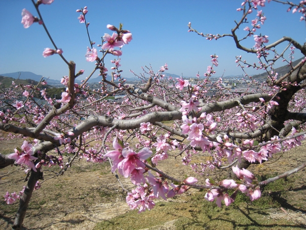 飯山の桃畑