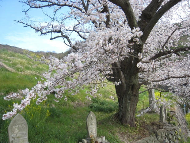 大屋富町松ヶ浦池堤の桜