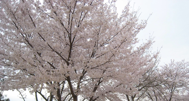 成田山聖代寺の桜
