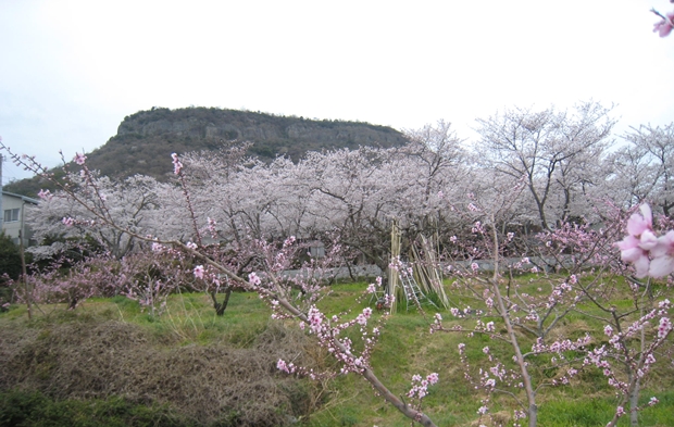 成田山聖代寺の桜
