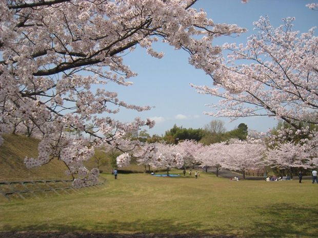 さぬき空港公園の桜