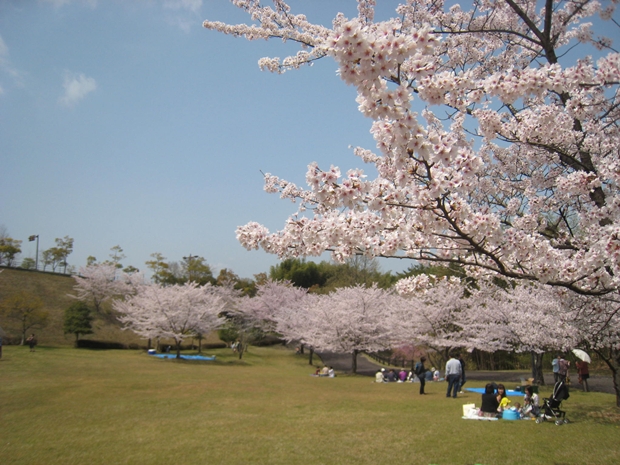 さぬき空港公園の桜