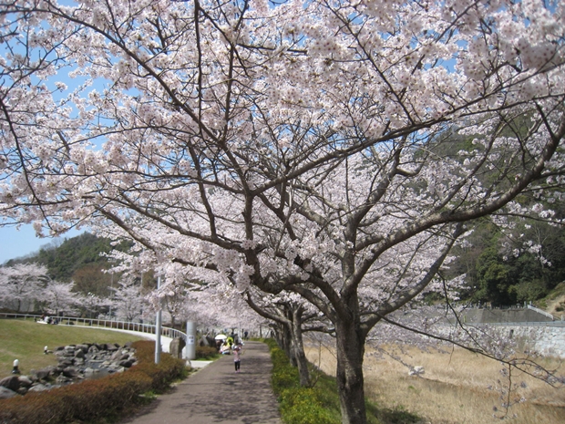 ホタルと文化の里公園の桜