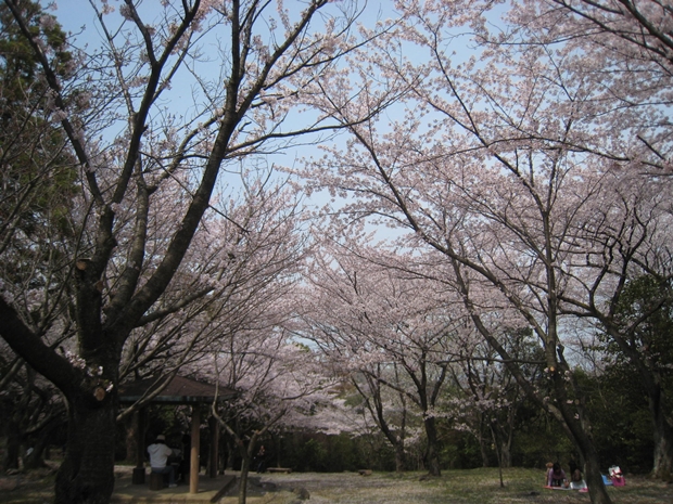 峰山公園桜園