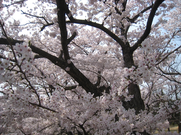 峰山公園石清尾山の桜