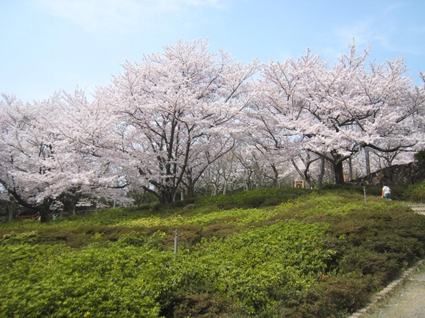 峰山公園石清尾山の桜