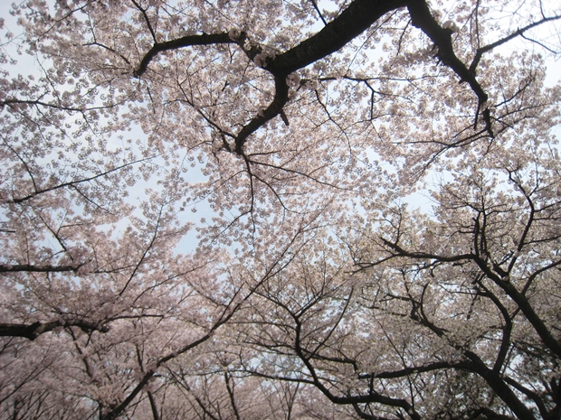 峰山公園桜園