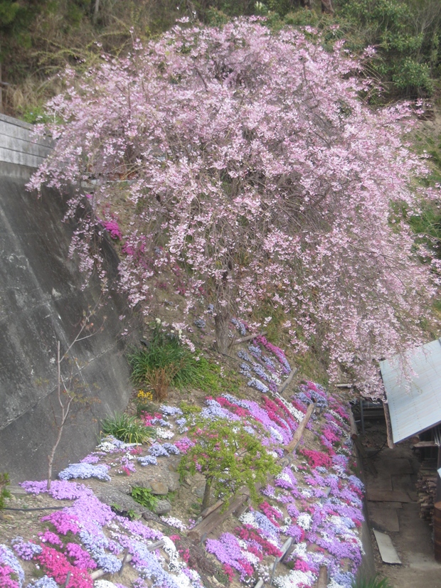曽江名の芝桜