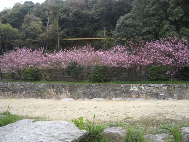 ほたる見公園のぼたん桜