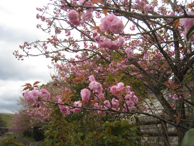 ほたる見公園のぼたん桜
