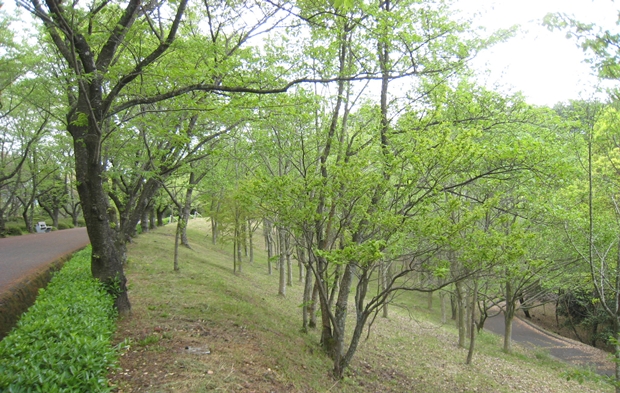 公渕森林公園