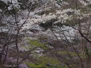 小国神社の桜