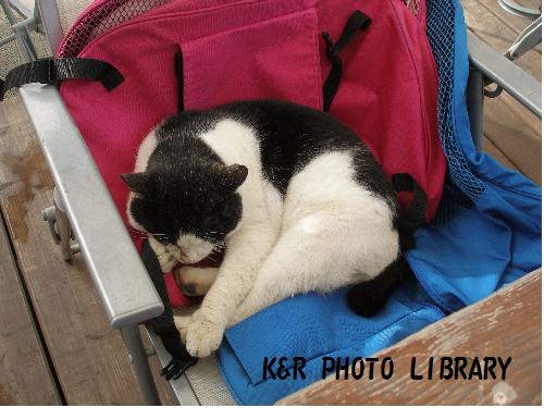 荷物の上で寝るネコ