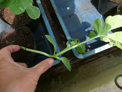 茎がひょろ長いポット蒔き西瓜
