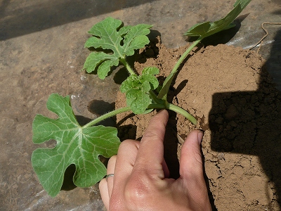 茎が短い直播き西瓜