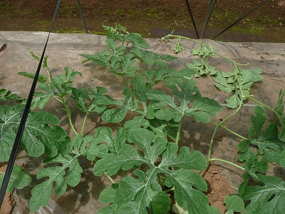 種蒔き２９日後の西瓜