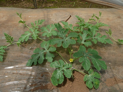 種蒔き２９日後のポット蒔き西瓜