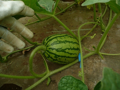 交配６日後の西瓜
