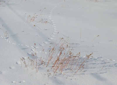 鹿とキツネの足跡