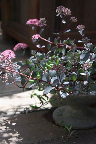 T’s Garden Healing Flowers‐ミセバヤの寄せ植え