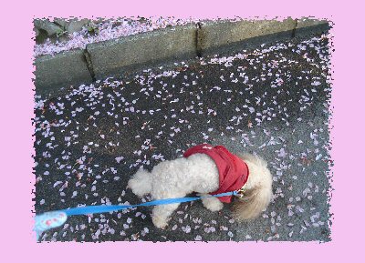 桜の花道１